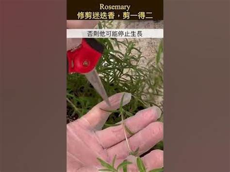 修剪體毛|定期修剪體毛，可以減少異味？妳一定要知道的8大正確「私密處。